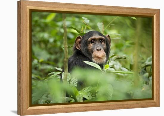 Africa, Uganda, Kibale National Park. Curious, young adult chimpanzee, 'Wes'.-Kristin Mosher-Framed Premier Image Canvas