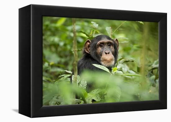 Africa, Uganda, Kibale National Park. Curious, young adult chimpanzee, 'Wes'.-Kristin Mosher-Framed Premier Image Canvas