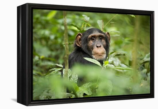 Africa, Uganda, Kibale National Park. Curious, young adult chimpanzee, 'Wes'.-Kristin Mosher-Framed Premier Image Canvas