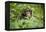 Africa, Uganda, Kibale National Park. Curious, young adult chimpanzee, 'Wes'.-Kristin Mosher-Framed Premier Image Canvas