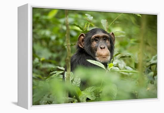 Africa, Uganda, Kibale National Park. Curious, young adult chimpanzee, 'Wes'.-Kristin Mosher-Framed Premier Image Canvas