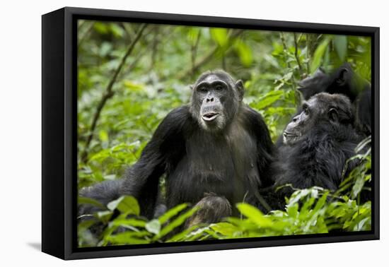 Africa, Uganda, Kibale National Park. Female chimp and her companion hooting.-Kristin Mosher-Framed Premier Image Canvas