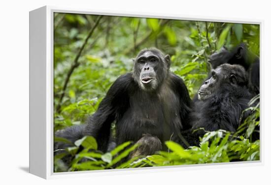 Africa, Uganda, Kibale National Park. Female chimp and her companion hooting.-Kristin Mosher-Framed Premier Image Canvas