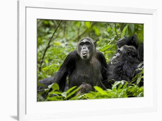 Africa, Uganda, Kibale National Park. Female chimp and her companion hooting.-Kristin Mosher-Framed Premium Photographic Print