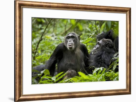 Africa, Uganda, Kibale National Park. Female chimp and her companion hooting.-Kristin Mosher-Framed Premium Photographic Print