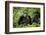 Africa, Uganda, Kibale National Park. Female chimp and her companion hooting.-Kristin Mosher-Framed Photographic Print