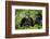 Africa, Uganda, Kibale National Park. Female chimp and her companion hooting.-Kristin Mosher-Framed Photographic Print