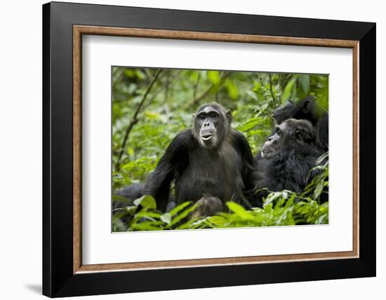 Africa, Uganda, Kibale National Park. Female chimp and her companion hooting.-Kristin Mosher-Framed Photographic Print
