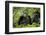 Africa, Uganda, Kibale National Park. Female chimp and her companion hooting.-Kristin Mosher-Framed Photographic Print