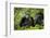 Africa, Uganda, Kibale National Park. Female chimp and her companion hooting.-Kristin Mosher-Framed Photographic Print