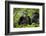 Africa, Uganda, Kibale National Park. Female chimp and her companion hooting.-Kristin Mosher-Framed Photographic Print