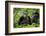 Africa, Uganda, Kibale National Park. Female chimp and her companion hooting.-Kristin Mosher-Framed Photographic Print