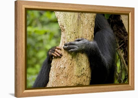 Africa, Uganda, Kibale National Park. Hands of a female chimpanzee and her offspring.-Kristin Mosher-Framed Premier Image Canvas