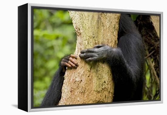 Africa, Uganda, Kibale National Park. Hands of a female chimpanzee and her offspring.-Kristin Mosher-Framed Premier Image Canvas