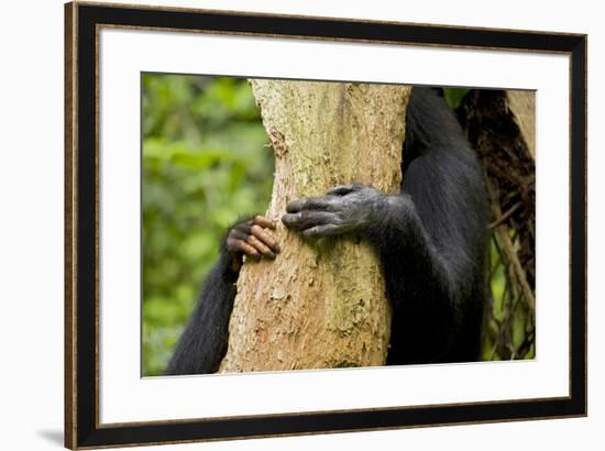 Africa, Uganda, Kibale National Park. Hands of a female chimpanzee and her offspring.-Kristin Mosher-Framed Premium Photographic Print