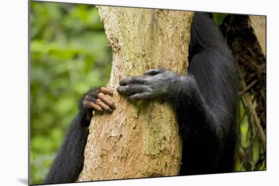 Africa, Uganda, Kibale National Park. Hands of a female chimpanzee and her offspring.-Kristin Mosher-Mounted Premium Photographic Print