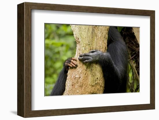 Africa, Uganda, Kibale National Park. Hands of a female chimpanzee and her offspring.-Kristin Mosher-Framed Photographic Print