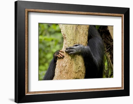 Africa, Uganda, Kibale National Park. Hands of a female chimpanzee and her offspring.-Kristin Mosher-Framed Photographic Print