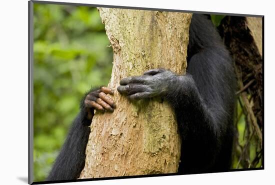 Africa, Uganda, Kibale National Park. Hands of a female chimpanzee and her offspring.-Kristin Mosher-Mounted Photographic Print