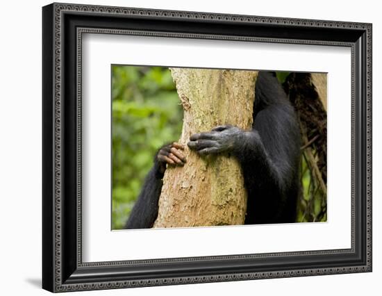 Africa, Uganda, Kibale National Park. Hands of a female chimpanzee and her offspring.-Kristin Mosher-Framed Photographic Print