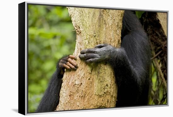 Africa, Uganda, Kibale National Park. Hands of a female chimpanzee and her offspring.-Kristin Mosher-Framed Premier Image Canvas