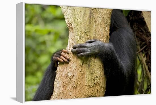 Africa, Uganda, Kibale National Park. Hands of a female chimpanzee and her offspring.-Kristin Mosher-Framed Premier Image Canvas