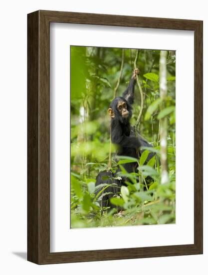 Africa, Uganda, Kibale National Park. Infant chimpanzee playing.-Kristin Mosher-Framed Photographic Print