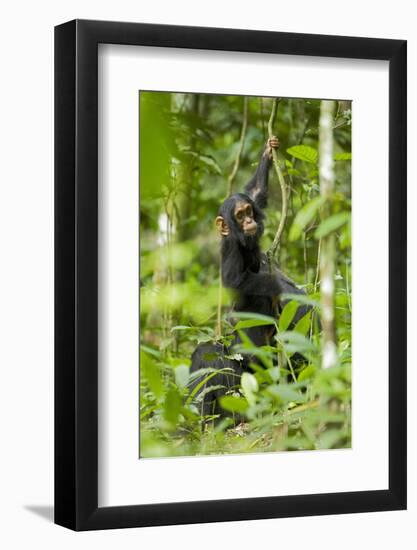 Africa, Uganda, Kibale National Park. Infant chimpanzee playing.-Kristin Mosher-Framed Photographic Print