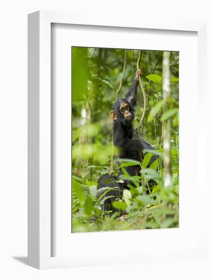 Africa, Uganda, Kibale National Park. Infant chimpanzee playing.-Kristin Mosher-Framed Photographic Print