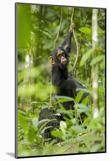 Africa, Uganda, Kibale National Park. Infant chimpanzee playing.-Kristin Mosher-Mounted Photographic Print