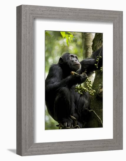 Africa, Uganda, Kibale National Park. Male chimpanzee eating figs.-Kristin Mosher-Framed Photographic Print