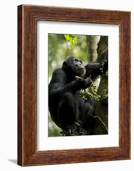 Africa, Uganda, Kibale National Park. Male chimpanzee eating figs.-Kristin Mosher-Framed Photographic Print