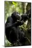 Africa, Uganda, Kibale National Park. Male chimpanzee eating figs.-Kristin Mosher-Mounted Photographic Print