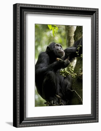 Africa, Uganda, Kibale National Park. Male chimpanzee eating figs.-Kristin Mosher-Framed Photographic Print