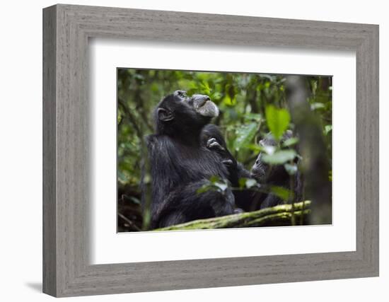 Africa, Uganda, Kibale National Park. Male chimpanzee grooms his relaxed companion's chest.-Kristin Mosher-Framed Photographic Print
