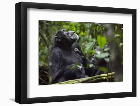 Africa, Uganda, Kibale National Park. Male chimpanzee grooms his relaxed companion's chest.-Kristin Mosher-Framed Photographic Print