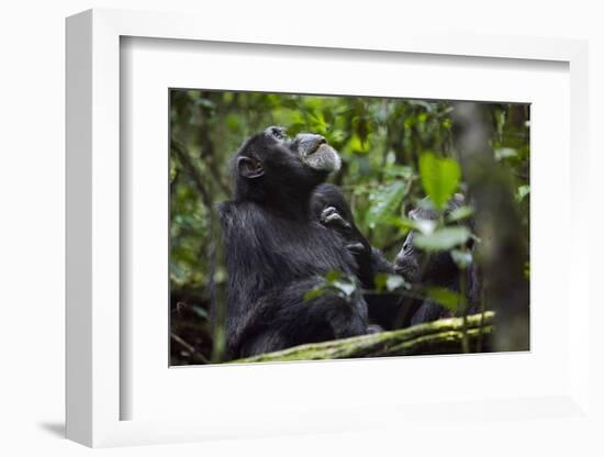 Africa, Uganda, Kibale National Park. Male chimpanzee grooms his relaxed companion's chest.-Kristin Mosher-Framed Photographic Print