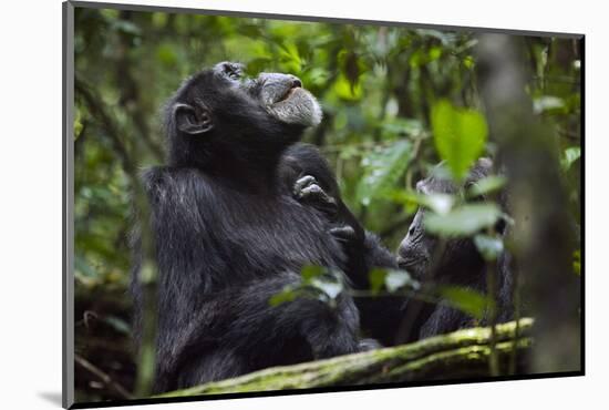 Africa, Uganda, Kibale National Park. Male chimpanzee grooms his relaxed companion's chest.-Kristin Mosher-Mounted Photographic Print