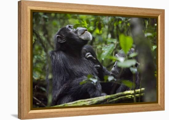 Africa, Uganda, Kibale National Park. Male chimpanzee grooms his relaxed companion's chest.-Kristin Mosher-Framed Premier Image Canvas