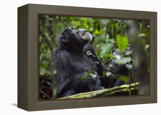 Africa, Uganda, Kibale National Park. Male chimpanzee grooms his relaxed companion's chest.-Kristin Mosher-Framed Premier Image Canvas