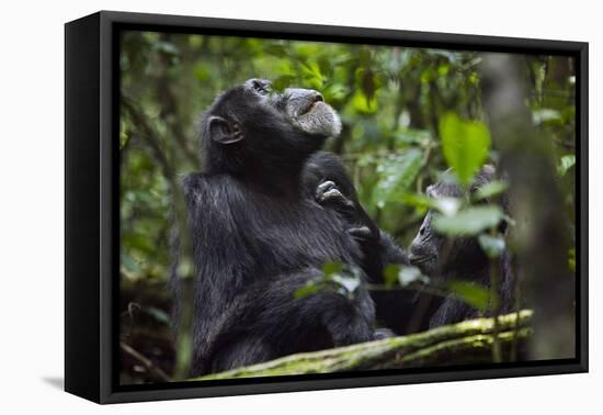 Africa, Uganda, Kibale National Park. Male chimpanzee grooms his relaxed companion's chest.-Kristin Mosher-Framed Premier Image Canvas