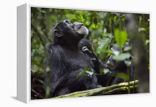 Africa, Uganda, Kibale National Park. Male chimpanzee grooms his relaxed companion's chest.-Kristin Mosher-Framed Premier Image Canvas