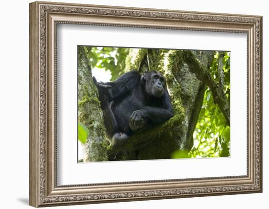 Africa, Uganda, Kibale National Park. Male chimpanzee relaxes in a tree observing his surroundings.-Kristin Mosher-Framed Photographic Print