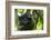 Africa, Uganda, Kibale National Park. Male chimpanzee relaxes in a tree observing his surroundings.-Kristin Mosher-Framed Photographic Print