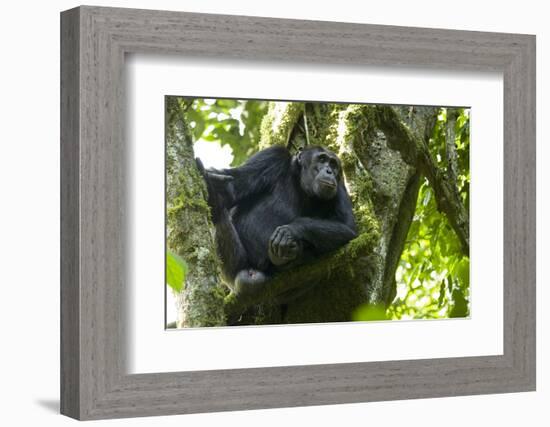 Africa, Uganda, Kibale National Park. Male chimpanzee relaxes in a tree observing his surroundings.-Kristin Mosher-Framed Photographic Print