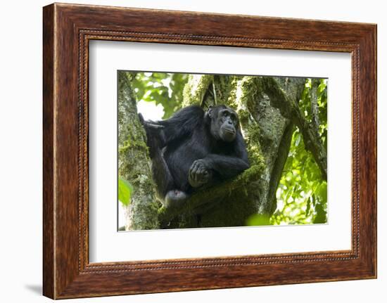 Africa, Uganda, Kibale National Park. Male chimpanzee relaxes in a tree observing his surroundings.-Kristin Mosher-Framed Photographic Print