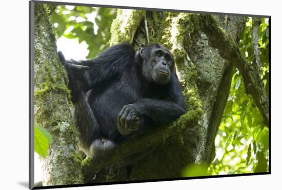 Africa, Uganda, Kibale National Park. Male chimpanzee relaxes in a tree observing his surroundings.-Kristin Mosher-Mounted Photographic Print