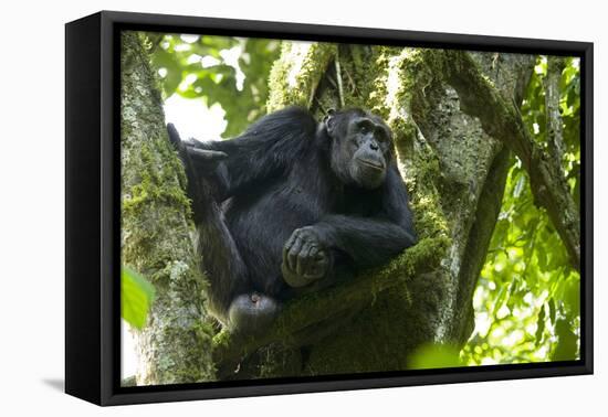 Africa, Uganda, Kibale National Park. Male chimpanzee relaxes in a tree observing his surroundings.-Kristin Mosher-Framed Premier Image Canvas