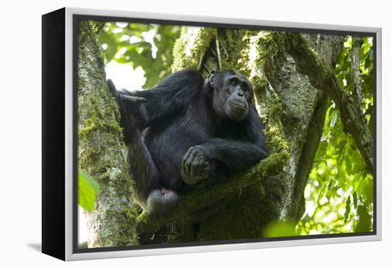 Africa, Uganda, Kibale National Park. Male chimpanzee relaxes in a tree observing his surroundings.-Kristin Mosher-Framed Premier Image Canvas