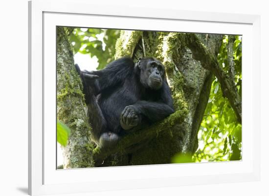 Africa, Uganda, Kibale National Park. Male chimpanzee relaxes in a tree observing his surroundings.-Kristin Mosher-Framed Premium Photographic Print